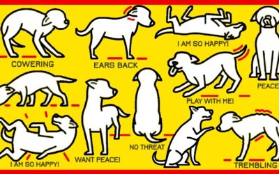 Understanding Dog’s Body Language – What is your Dog Saying?