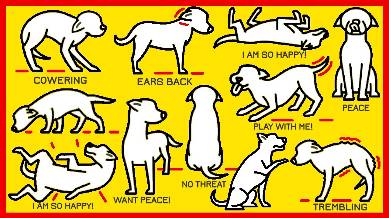 Understanding Dog’s Body Language – What is your Dog Saying?